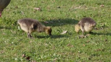 Anser anser, Anatidae familyasından bir kuş türü olan Anatidae familyasından bir kaz türü.