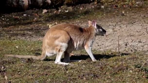 敏捷的袋鼠 Macropus Agilis 也被称为砂袋鼠 Sandy Wallaby 是一种产于澳大利亚北部和新几内亚的袋鼠 — 图库视频影像