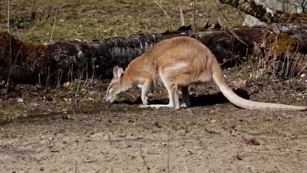 Macropus Agilis Também Conhecido Como Wallaby Arenoso Uma Espécie Wallaby — Vídeo de Stock