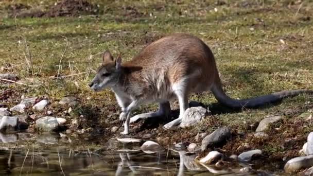 敏捷的袋鼠 Macropus Agilis 也被称为砂袋鼠 Sandy Wallaby 是一种产于澳大利亚北部和新几内亚的袋鼠 — 图库视频影像