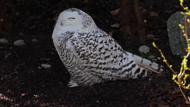 雪のフクロウ ボボのスカンディアクス ストリギウス科の鳥 黄色い目で — ストック動画