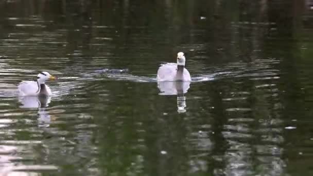 Bar Headed Goose Anser Indicus Goose Breeds Central Asia Colonies — Stock Video