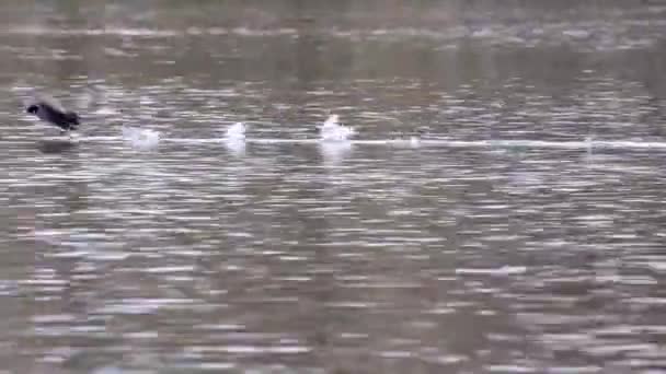 Coot Eurasiano Fulica Atra Perseguindo Uns Aos Outros Correndo Através — Vídeo de Stock