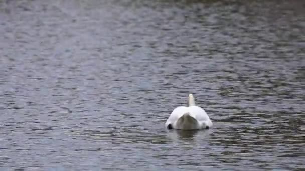 Mute Swan Cygnus Olor 백조의 일종이며 Anatidae 일종이다 호수에서 헤엄치고 — 비디오