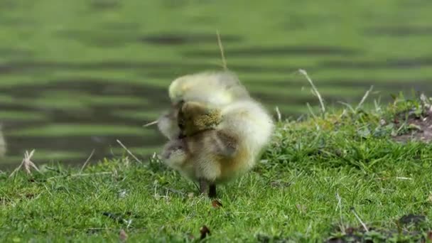 Close Beautiful Yellow Fluffy Greylag Goose Baby Gosling Spring Anser — Vídeos de Stock