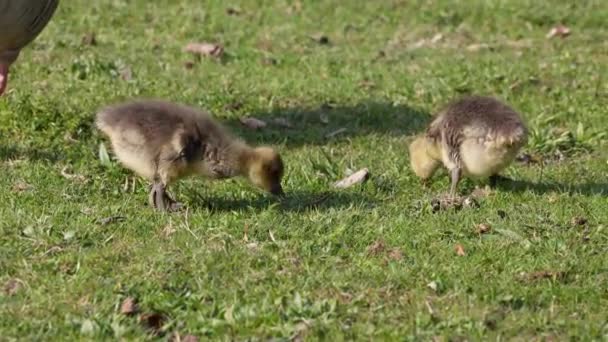 Close Beautiful Yellow Fluffy Greylag Goose Baby Gosling Spring Anser — Vídeo de Stock