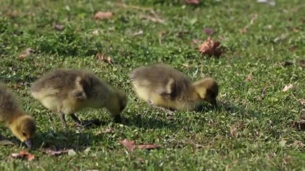 Gros Plan Une Belle Bernache Roussâtre Jaune Printemps Anser Anser — Video