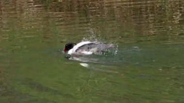 Münih 'teki İngiliz Bahçesi' nde Kleinhesseloher Gölü 'nde yüzen Merganser, Goosander ve Mergus merganser.