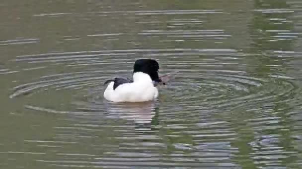 Common Merganser Goosander Mergus Merganser Nadando Lago Kleinhesseloher Jardín Inglés — Vídeo de stock