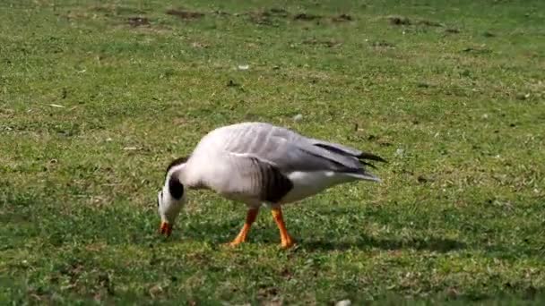 Oie Tête Barrée Anser Indicus Est Une Oie Qui Reproduit — Video