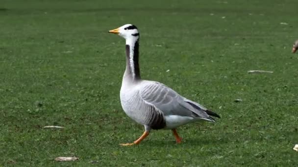 Bar Headed Goose Anser Indicus Goose Breeds Central Asia Colonies — Stock Video