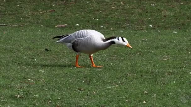 Bar Headed Goose Anser Indicus Goose Breeds Central Asia Colonies — Stock Video