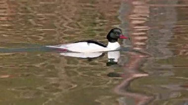 Münih 'teki İngiliz Bahçesi' nde Kleinhesseloher Gölü 'nde yüzen Merganser, Goosander ve Mergus merganser.