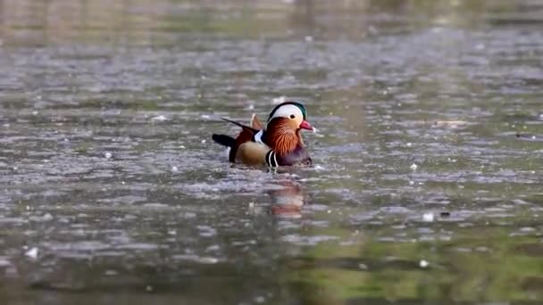 Kachna Mandarínská Aix Galericulata Kachní Druh Žijící Východní Asii Tady — Stock video