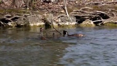 Bir çift Great Crested Grebe, Podiceps kristali yuvalarını inşa ediyor. Güzel turuncu renkli kuş, kırmızı gözlü su kuşu. Eski Dünya 'da bulunan en büyük aile üyesidir..