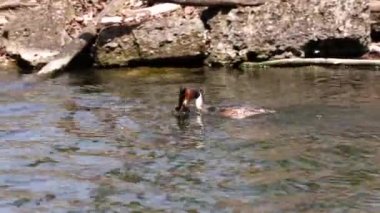 Bir çift Great Crested Grebe, Podiceps kristali yuvalarını inşa ediyor. Güzel turuncu renkli kuş, kırmızı gözlü su kuşu. Eski Dünya 'da bulunan en büyük aile üyesidir..