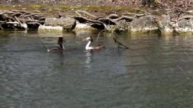 Bir çift Great Crested Grebe, Podiceps kristali yuvalarını inşa ediyor. Güzel turuncu renkli kuş, kırmızı gözlü su kuşu. Eski Dünya 'da bulunan en büyük aile üyesidir..