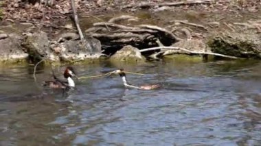 Bir çift Great Crested Grebe, Podiceps kristali yuvalarını inşa ediyor. Güzel turuncu renkli kuş, kırmızı gözlü su kuşu. Eski Dünya 'da bulunan en büyük aile üyesidir..