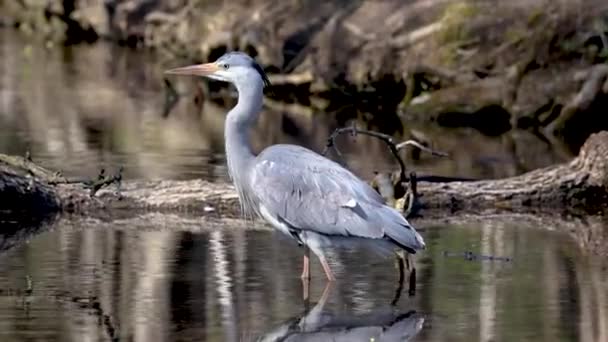 Garça Cinzenta Ardea Cinerea Pássaro Cinzento Enorme Que Percorre Lago — Vídeo de Stock