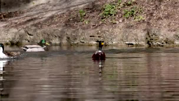 Die Stockente Oder Wildente Anas Platyrhynchos Ist Eine Streichelnde Ente — Stockvideo