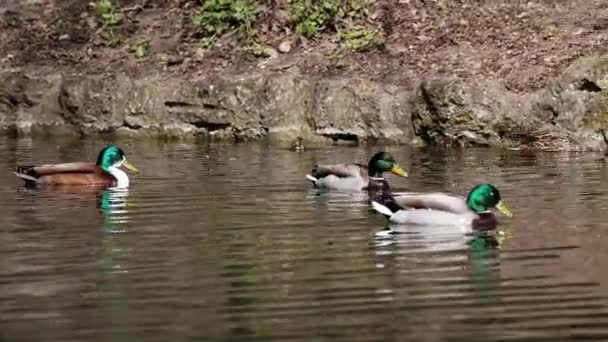 Die Stockente Oder Wildente Anas Platyrhynchos Ist Eine Streichelnde Ente — Stockvideo