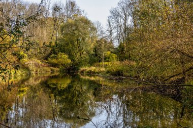 Ismaning, Münih, Almanya 'da Bavyera, Avrupa' da Isar Nehri boyunca ormandaki sonbahar atmosferi