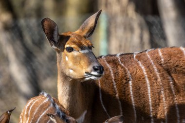 Nyala, Tragelaphus angasii Güney Afrika 'ya özgü spiral boynuzlu bir antiloptur. Bovidae familyasından ve Nyala familyasından, Tragelaphus familyasından bir türdür..