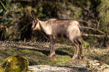Apennine Chamois, Rupicapra pyrenaica ornata, İtalya 'daki Abruzzo-Lazio-Molise Ulusal Parkı ve İspanya' daki Pireneler 'de yaşamaktadır.