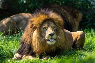Aslan, Panthera leo, Panthera cinsindeki dört büyük kediden biridir ve Felidae familyasının bir üyesidir..