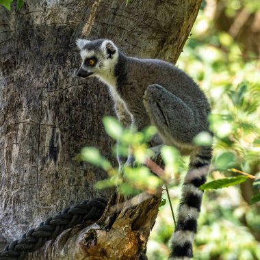Halka kuyruklu lemur Lemur, Lemur catta uzun, siyah ve beyaz halkalı kuyruğundan dolayı büyük bir strepsirrhine primatı ve en tanınmış lemur türüdür.