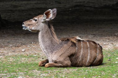 Taurotragus antilobu olarak da bilinen antilop, Doğu ve Güney Afrika 'da bulunan bir bozkır ve antiloptur..