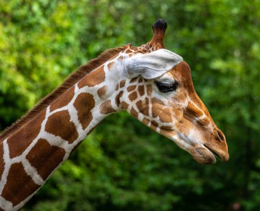 Zürafa, Giraffa camelopardalis, Afrika 'da yaşayan tek ayak parmaklı tek parmaklı, yaşayan en uzun canlı hayvan türüdür..