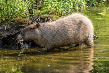 Capybara, Hydrochoerus hydrochaeris Güney Amerika 'da yaşayan bir memelidir. Dünyada yaşayan en büyük kemirgendir..