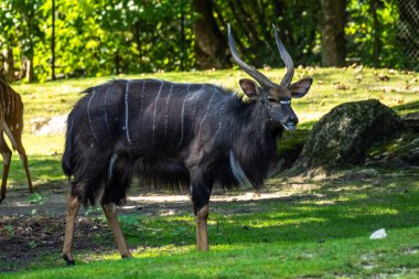 Nyala, Tragelaphus angasii Güney Afrika 'ya özgü spiral boynuzlu bir antiloptur. Bovidae familyasından ve Nyala familyasından, Tragelaphus familyasından bir türdür..