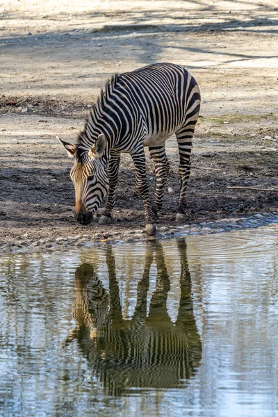 Hartmann Mountain Zebra Equus Zebra Hartmannae Subspecies Mountain Zebra Found — Stock Photo, Image