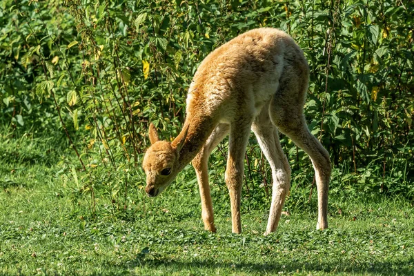 Vicunas Vicugna Vicugna Příbuzní Lamy Kteří Žijí Vysokých Alpských Oblastech — Stock fotografie