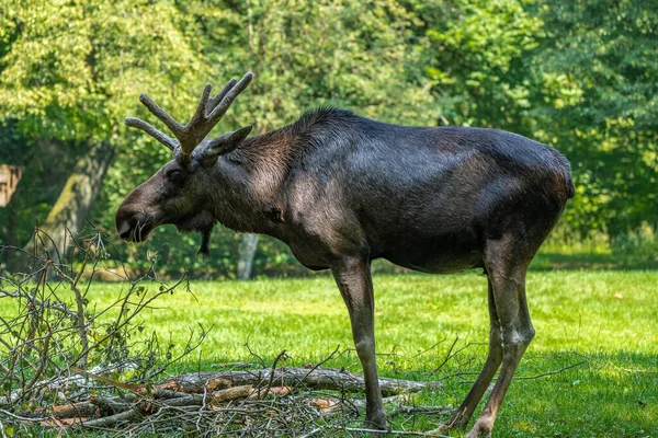 Łoś Europejski Alces Alces Znany Również Jako Łoś Dzikie Zwierzęta — Zdjęcie stockowe