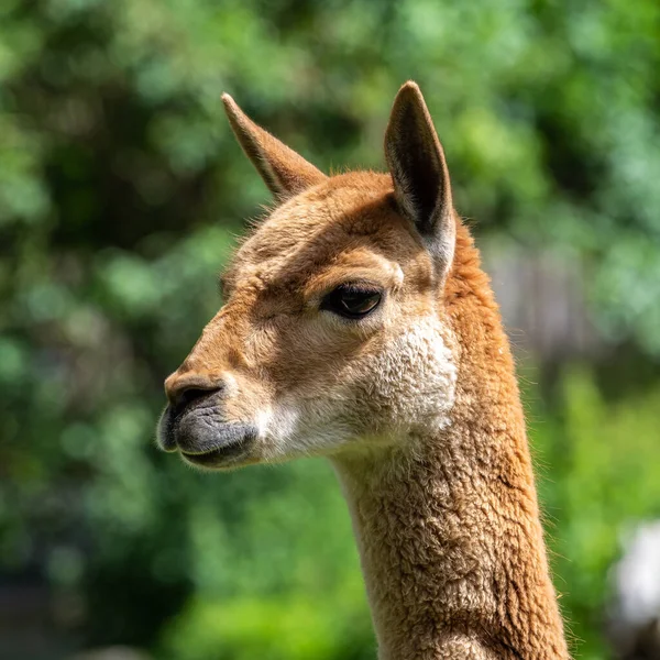 Vicunas Vicugna Vicugna Parentes Lhama Que Vivem Nas Altas Áreas — Fotografia de Stock