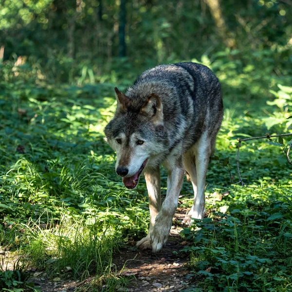 Lobo Canis Lupus También Conocido Como Lobo Gris Lobo Madera — Foto de Stock