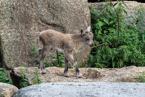 Bouquetin Montagne Mâle Bouquetin Capra Dans Zoo — Photo