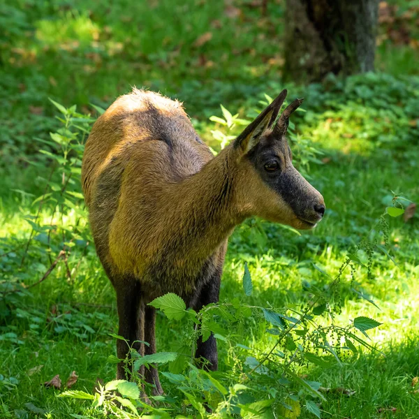 Die Gemse Des Apennins Rupicapra Pyrenaica Ornata Lebt Nationalpark Abruzzen — Stockfoto