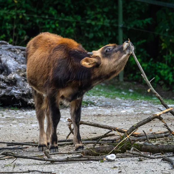 Heck Cattle Bos Primigenius Taurus Tvrdil Podobá Vyhynulým Aurochům — Stock fotografie