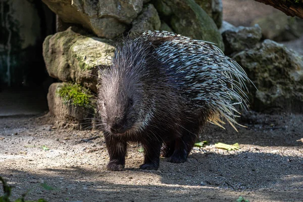 Індійський Гризун Porcupine Hystrix Indica Або Індійський Дикобраз Великий Вид — стокове фото