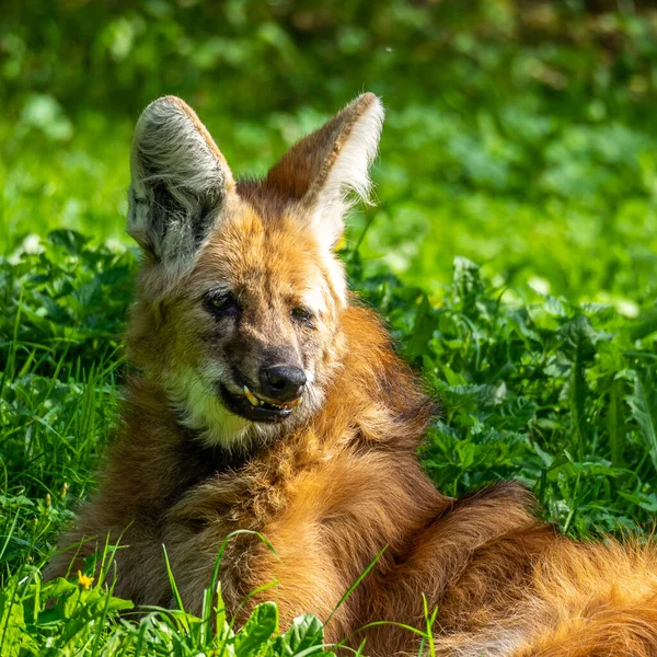 Maned Wolf Chrysocyon Brachyurus Největší Kánon Jižní Ameriky Tento Savec — Stock fotografie