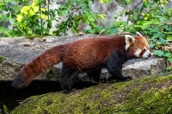 Panda Rouge Ailurus Fulgens Aussi Appelé Petit Panda Chat Ours — Photo