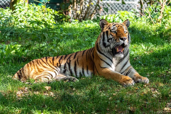 Siberian Tiger Panthera Tigris Altaica Biggest Cat World — Stock Photo, Image