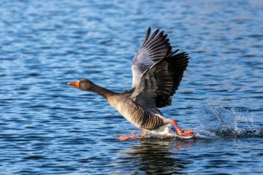 The greylag goose, Anser anser is a species of large goose in the waterfowl family Anatidae and the type species of the genus Anser. clipart