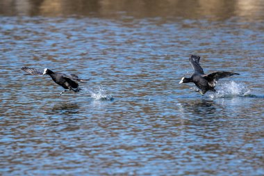 Avrasya yaban ördeği (
