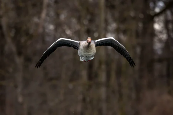 アンサー アンサー Anser Anser 水鳥科Anatidaeの大型ガチョウの一種であり アンサー属の種類である 空気中を飛ぶ — ストック写真