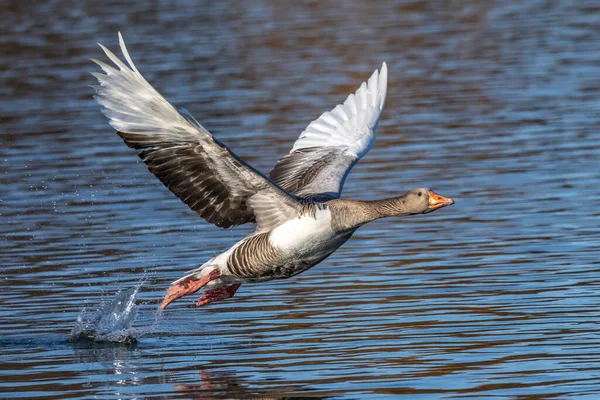 Anser anser, Anatidae familyasından Anatidae familyasından bir kaz türü. Burada havada uçuyor..